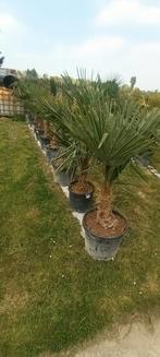 Exotische planten aan stuntprijzen!, Ophalen of Verzenden