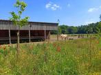 Plek voor een C of D pony-ruin op paddock met weidegang, Dieren en Toebehoren, Weidegang, 1 paard of pony