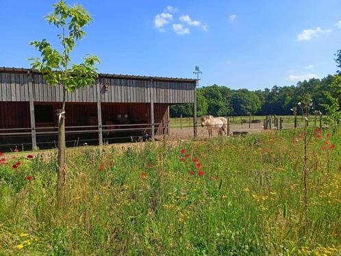 Plek voor een C of D pony-ruin op paddock met weidegang, Dieren en Toebehoren, Stalling en Weidegang, Stalling, Weidegang, 1 paard of pony