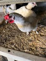 Hanen 3,-, Dieren en Toebehoren, Pluimvee