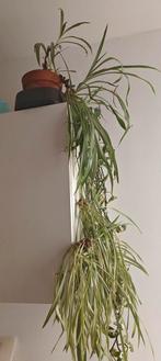 spiderplant, Huis en Inrichting, Kamerplanten, Ophalen