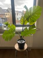Fake ikea plant, Huis en Inrichting, Groene kamerplant, Ophalen, Overige soorten, Minder dan 100 cm