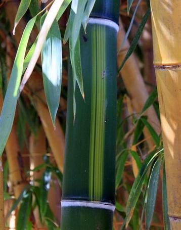 Phyllostachys Vivax Huanwenzhu beschikbaar voor biedingen