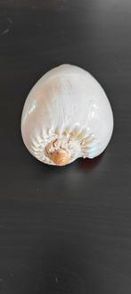 schelp, Verzamelen, Ophalen, Schelp(en)