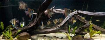 F1 rio nanay scalare scalaire maanvis, Dieren en Toebehoren, Vissen | Aquariumvissen, Vis