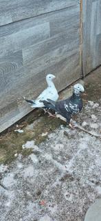 Mooi duiven te koop, Dieren en Toebehoren, Vogels | Duiven