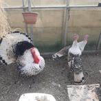 Broedeieren ronquiere kalkoen, Dieren en Toebehoren, Pluimvee, Kalkoen