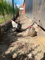 Cochinkrielen, Dieren en Toebehoren, Meerdere dieren, Kip