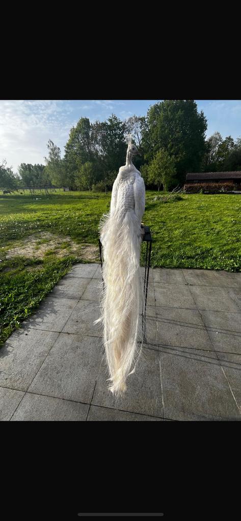 Opgezette witte pauw, Dieren en Toebehoren, Pluimvee, Overige soorten, Mannelijk