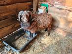 Ouessant ram bruin/karamel, Dieren en Toebehoren, Schapen, Geiten en Varkens