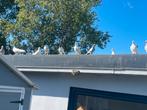 turkse takla en kelebek, Dieren en Toebehoren, Tuimelaar of Roller