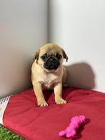 Mops pups mopshond, Dieren en Toebehoren, Honden | Chihuahua's en Gezelschapshonden, 15 weken tot 1 jaar, Overige rassen, Buitenland
