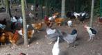 jonge legkippen meerdere kleuren, Dieren en Toebehoren