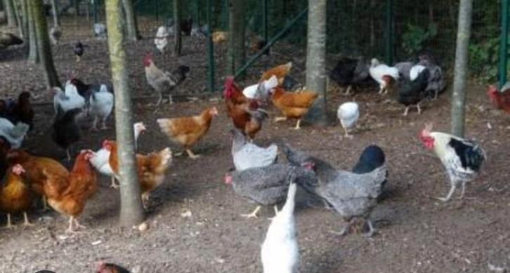 jonge legkippen meerdere kleuren, Dieren en Toebehoren, Pluimvee