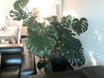 monstera, Huis en Inrichting, Kamerplanten, Ophalen