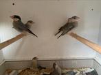 Rijstvogels, Dieren en Toebehoren, Meerdere dieren