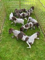 Duitse staande korthaar pups, Dieren en Toebehoren, Duitse Staande hond, België, Fokker | Hobbymatig, Meerdere