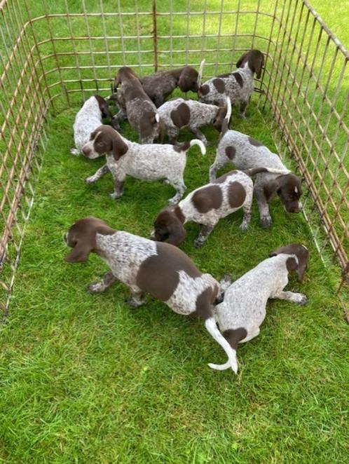 Duitse staande korthaar pups, Dieren en Toebehoren, Honden | Setters en Staande honden, Meerdere dieren, Duitse Staande hond, Fokker | Hobbymatig
