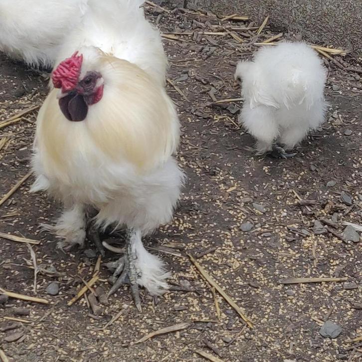 zijdehoender haan GRATIS, Dieren en Toebehoren, Pluimvee, Kip, Mannelijk