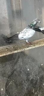 Pigeon pakistanais, Animaux & Accessoires, Oiseaux | Pigeons