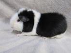 Zwartbonte US teddy, Dieren en Toebehoren, Knaagdieren, Mannelijk, Cavia