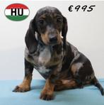 Kortharige Dwerg Teckel puppy's - te koop, Dieren en Toebehoren, 15 weken tot 1 jaar, Handelaar, CDV (hondenziekte), Dwerg