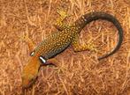 Anolis et geckos au large de Houten 31 mars 2024, Animaux & Accessoires, Reptiles & Amphibiens, Lézard, 0 à 2 ans