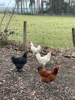 Leghorn hanen 2025, Dieren en Toebehoren, Pluimvee