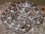 Koren slang / Corn Snake (Anery – vrouwtje) – tam, Dieren en Toebehoren, Slang, Tam, 0 tot 2 jaar