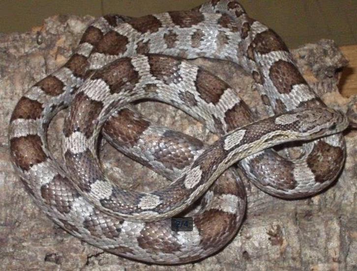 Koren slang / Corn Snake (Anery – vrouwtje) – tam, Dieren en Toebehoren, Reptielen en Amfibieën, Slang, 0 tot 2 jaar, Tam