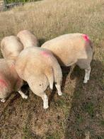 10 schapen bokken te koop, Dieren en Toebehoren, Schapen, Geiten en Varkens, Mannelijk, Schaap, 0 tot 2 jaar