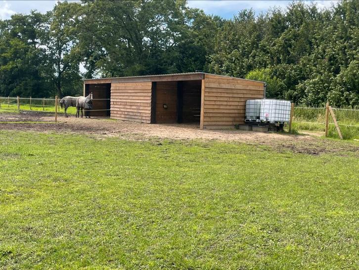 Weide in groepsverband in westerlo, Dieren en Toebehoren, Stalling en Weidegang