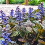 Ajuga reptans, Ophalen, Bodembedekkers