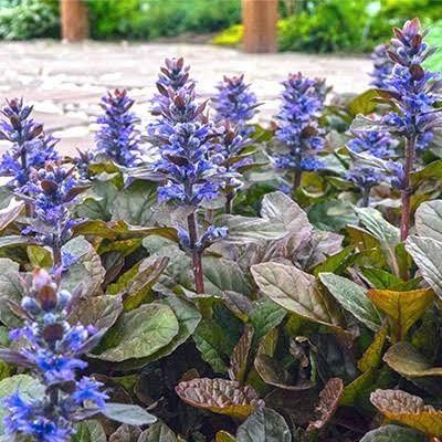 Ajuga reptans, Tuin en Terras, Planten | Tuinplanten, Bodembedekkers, Ophalen
