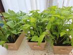 Pepers paprika planten, Tuin en Terras, Planten | Tuinplanten, Ophalen of Verzenden
