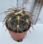 Gymnocalycium spegazzinii, Verzenden
