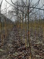 Fruitbomen Appelbomen te koop, Tuin en Terras, Ophalen, Appelboom, Lente