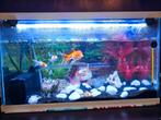 Aquarium + veel accessoires, Dieren en Toebehoren, Vissen | Aquaria en Toebehoren, Ophalen, Zo goed als nieuw