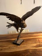 Buizerd ip sokkel, Enlèvement, Comme neuf