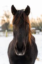 Photographe équin disponible, Animaux & Accessoires, Box & Pâturages, Accessoires, 4 chevaux ou poneys ou plus
