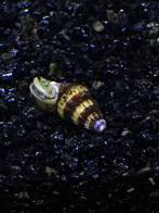 Helenaslak, Dieren en Toebehoren, Vissen | Aquariumvissen, Slak of Weekdier, Zoetwatervis