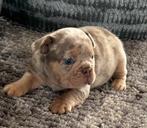 Choco Merle Tan reutje Franse Bulldog pups, België, Fokker | Hobbymatig, 8 tot 15 weken, CDV (hondenziekte)