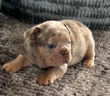 Choco Merle Tan reutje Franse Bulldog pups beschikbaar voor biedingen