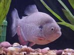 Zeer grote cariba piranha, Dieren en Toebehoren, Vissen | Aquariumvissen, Vis, Zoetwatervis