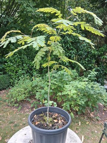Albizia, Enlèvement
