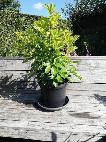 Schefflera beschikbaar voor biedingen