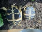 Tortues steppe, Dieren en Toebehoren, Reptielen en Amfibieën, Schildpad, 3 tot 6 jaar
