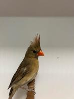 0-1 rode kardinaal ( in nl ), Dieren en Toebehoren, Vogels | Overige Vogels, Vrouwelijk, Tropenvogel, Geringd
