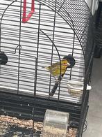 Kruising distelvink kanarie man, Dieren en Toebehoren, Vogels | Overige Vogels