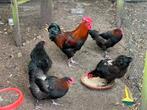 Broedeieren Marans